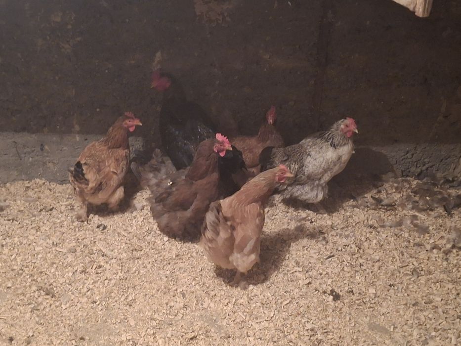 Продам дамашние куры