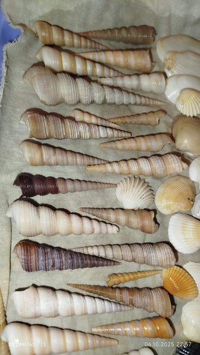 Ракушки- натуральные дары моря