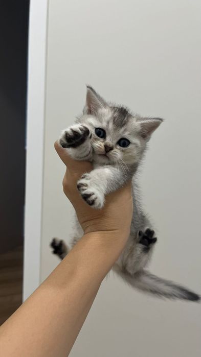 Шиншила самец опытный, вязка!