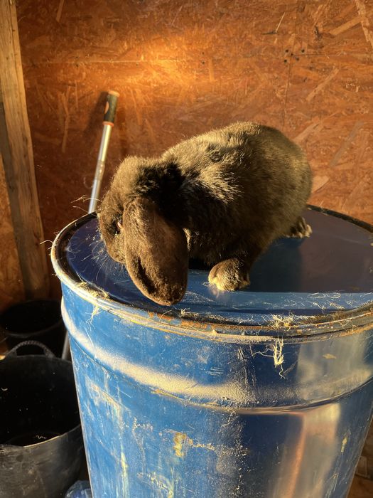 Iepuri berbec german