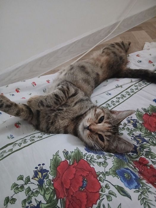 Кошечки в добрые руки