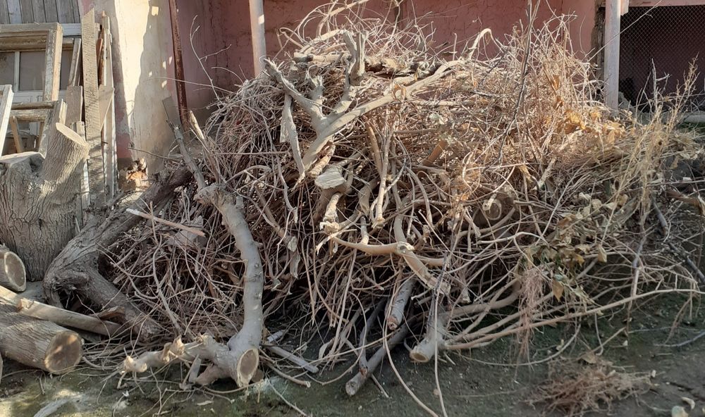 Утин калин катта тут дарахти  хар бири 1 метрдан узун келади кундалар