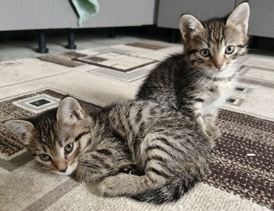 Котята бесплатно