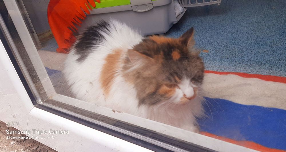 Прекрасната Писана търси дом, кастрирана