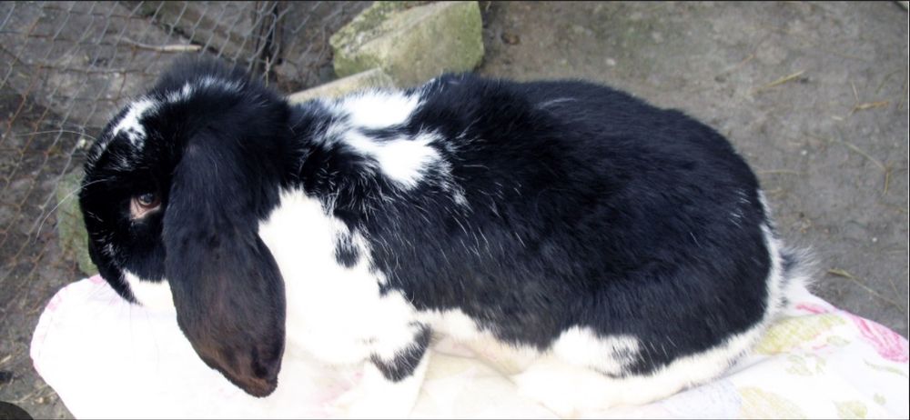 Iepuri berbec german