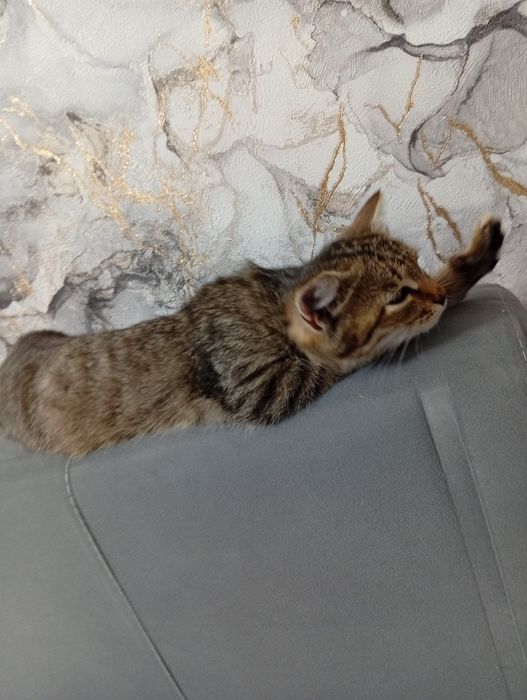 Котенок бесплатно
