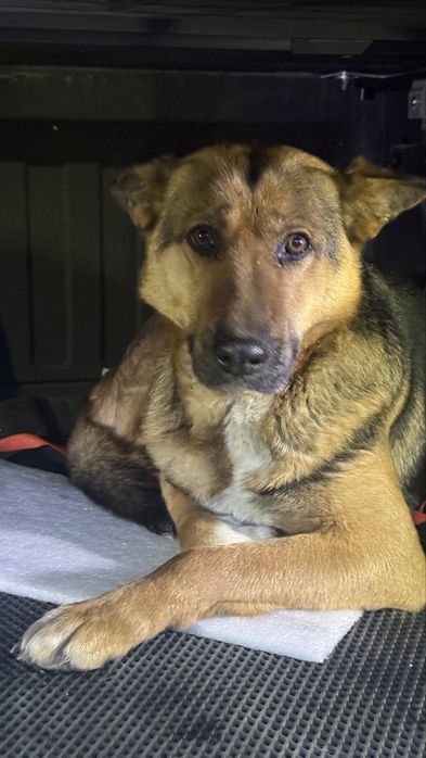 Найдена собака в г. Конаев