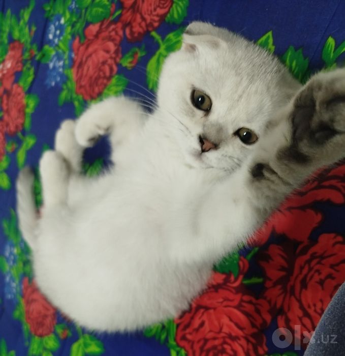 Scottish fold silver-3 oylik