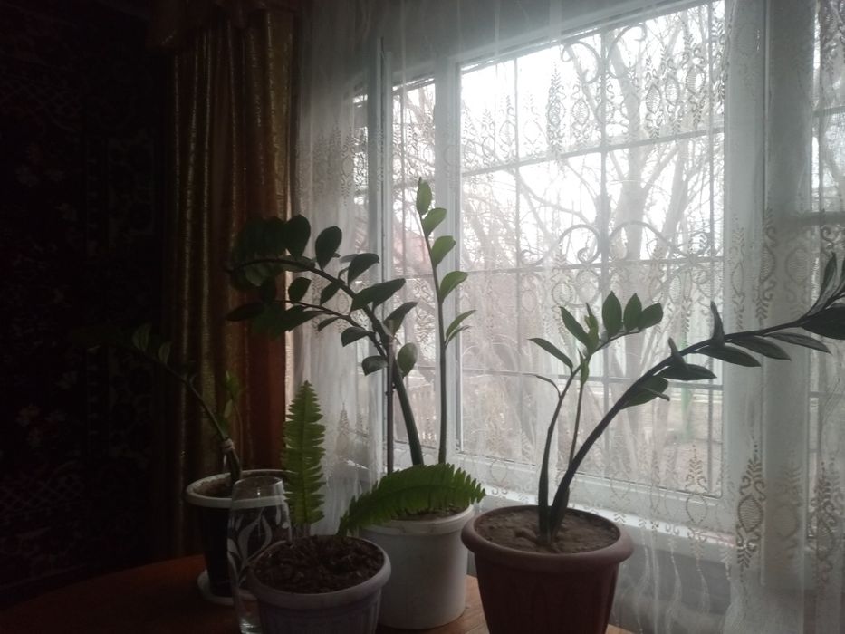 Цветы, комнатные