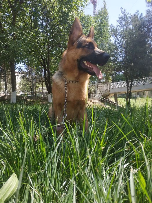 Передержка и выгул собак (кошек )