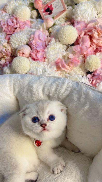 Поинт 2ойли кизча