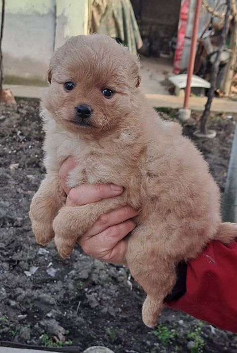 Кучета 2бр момичета шпиц-померан