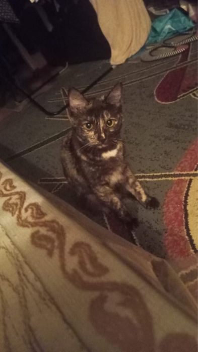 Отдам кошечку в добрые руки