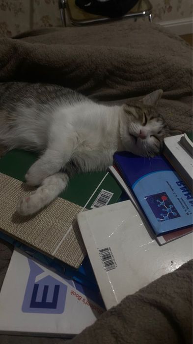 Отдаем Кота бесплатно