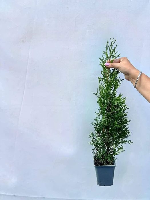 Tuia Smaragd de la 40 de cm la 160