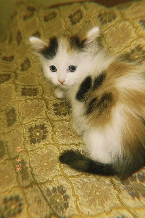 Бесплатно отдам котят Караганда