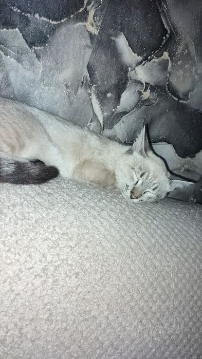 Отдам котёнка, бесплатно.