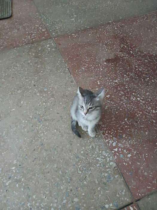 Отдам котята в добрые руки