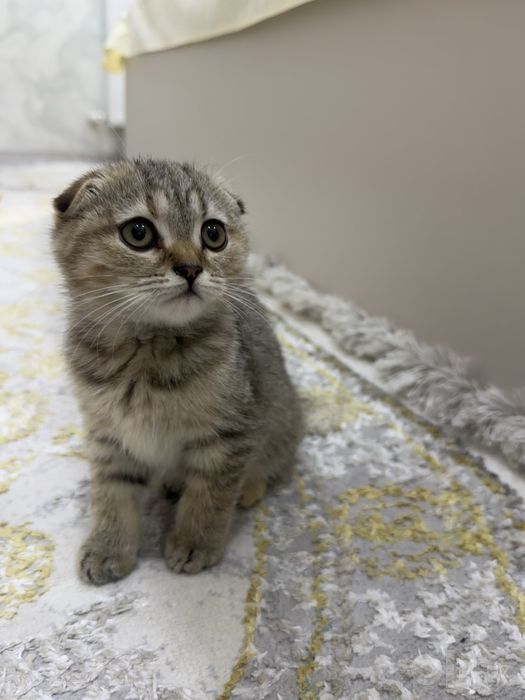 срочно продаётся котенок