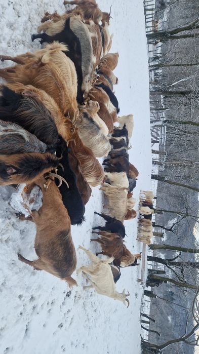 Vând turma de capre