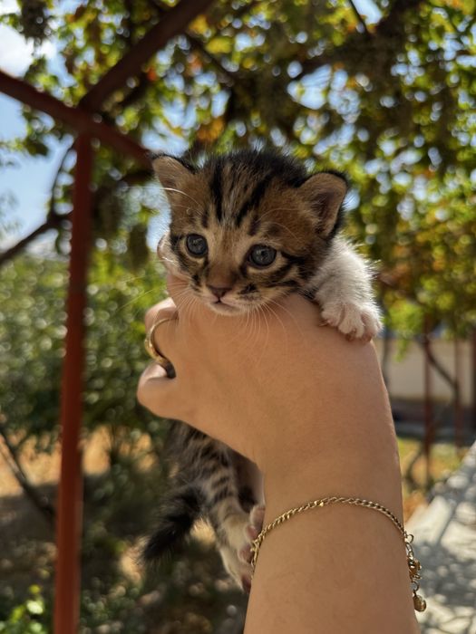 Отдам котят в добрые руки