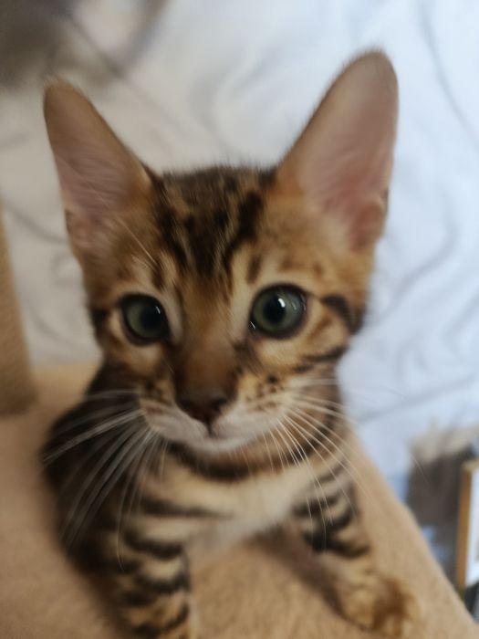 бенгальский котёнок