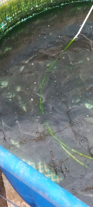 Африкански сом  сотилади