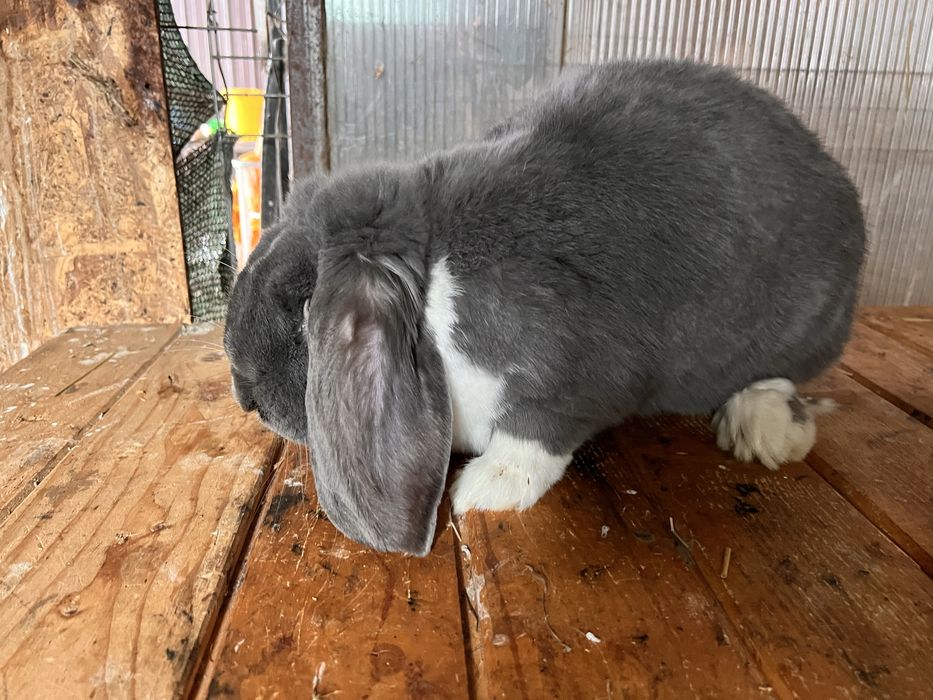 Mascul Berbec German