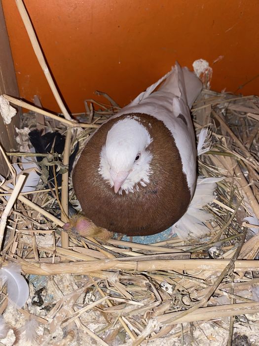 Плодные капканы вальерные