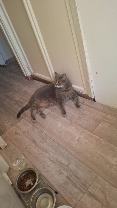 Отдам кота в хорошие руки