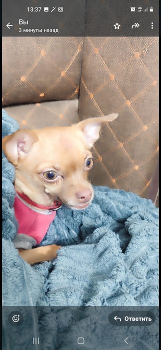 Девочка Тойтерьер ищет жениха.