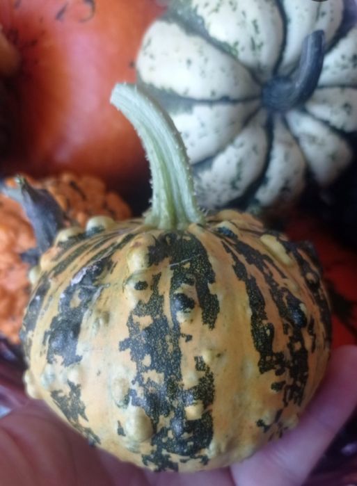 Продам тыкву вкусную