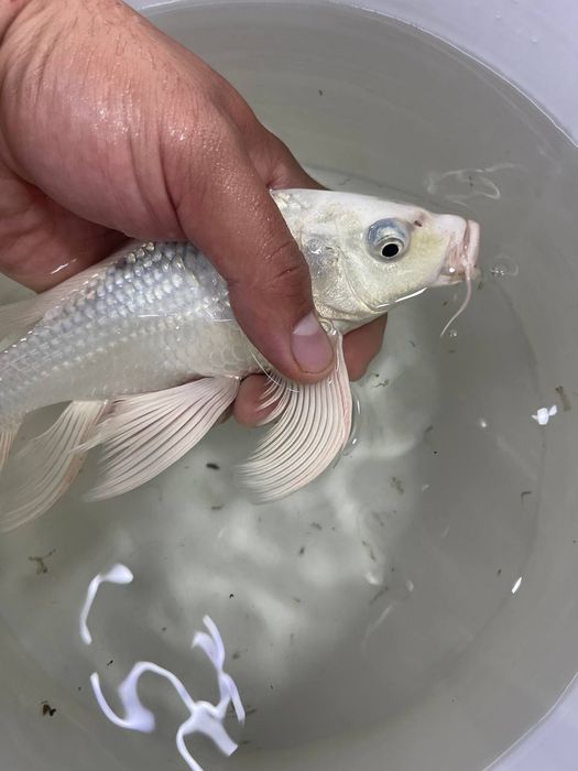 Akvarum va baliq magazin