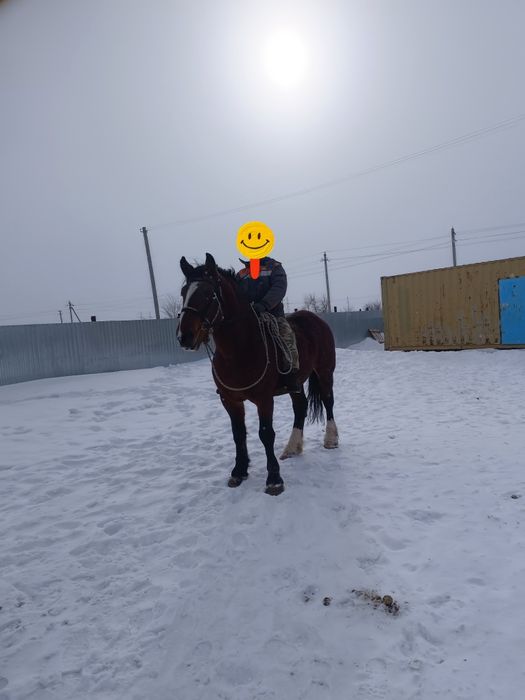 Продам Жеребец Владимирский тяжеловоз