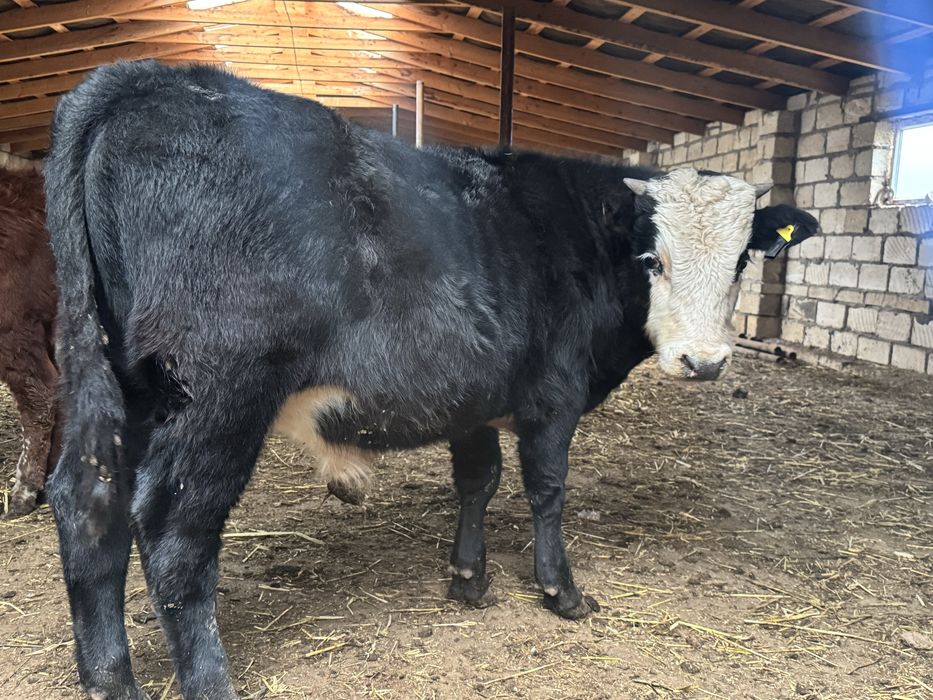 Еркек баспақ сатылады