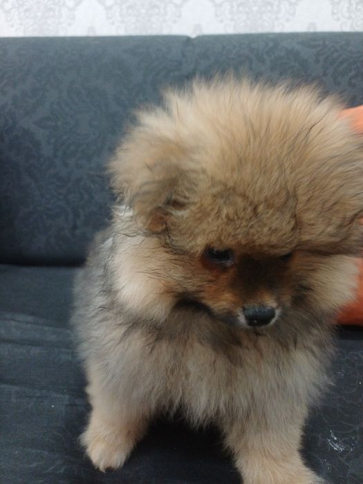 Померанский шпиц