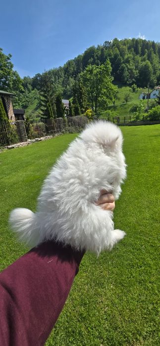 Pomeranian de vanzare