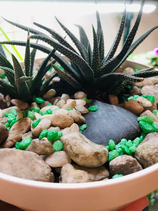 Хавортии в плоском кашпо