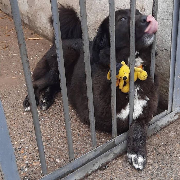 Забери Бруно в семью