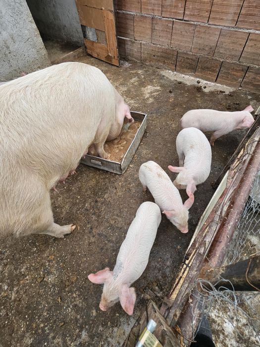 Бяла българка малки прасета