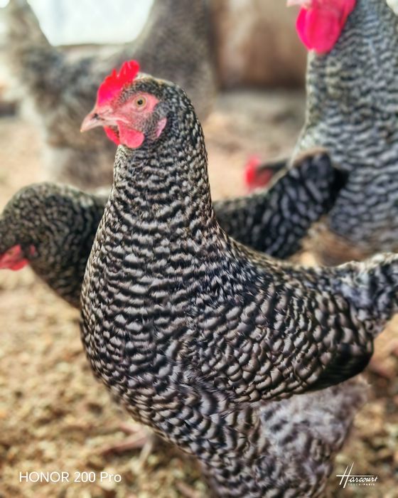 Разплодни яйца от Мехелен