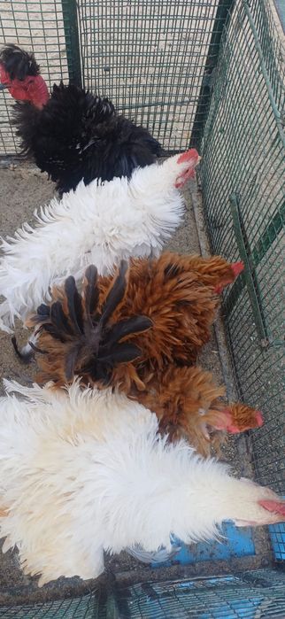 Vând cocoș de rasa ciufuliți