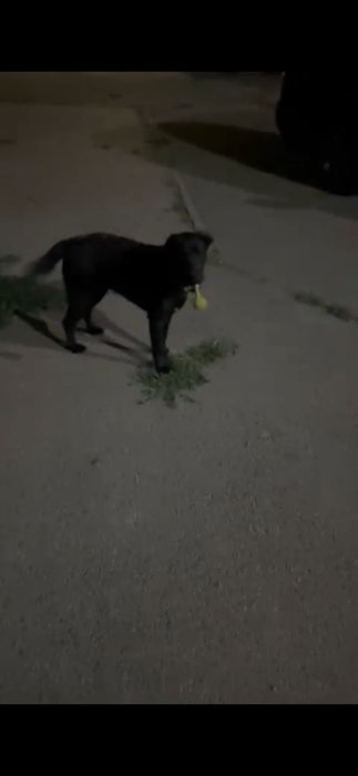 лабрадор     щенок