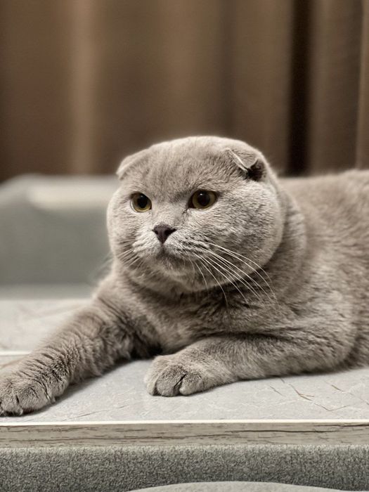 Выставляется кот на вязку