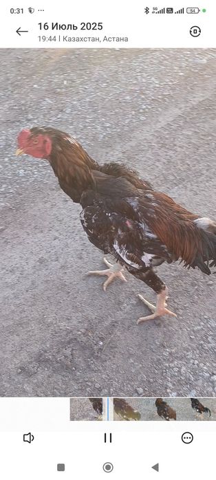 Дакан, бойцовский а Астане