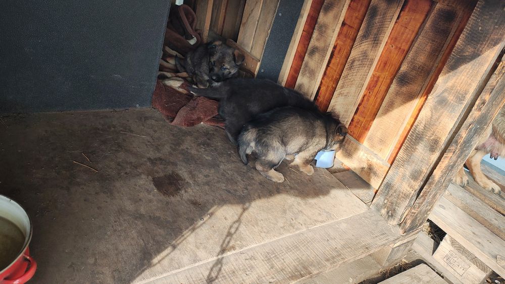 Щенки в добрые руки срочно