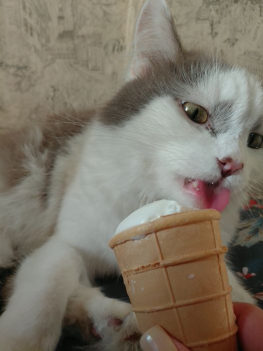 Отдам котика в добрые руки