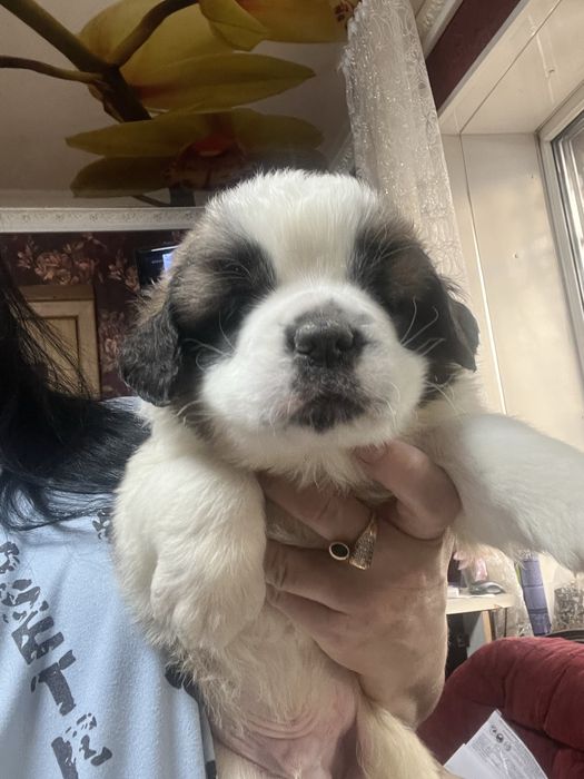 Щенки сенбернара