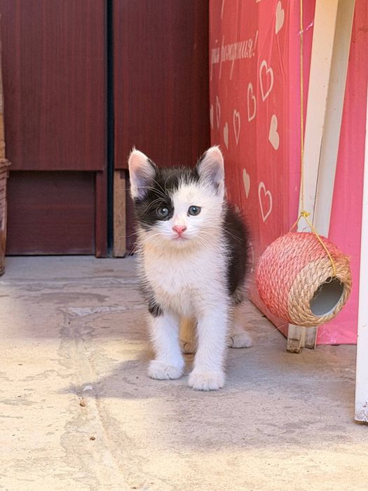 Котятки в добрые руки