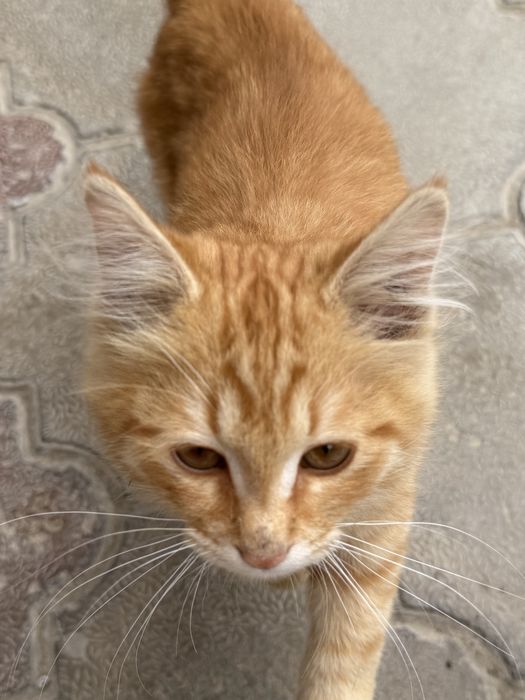 Meyn kun uy mushugi òrgatilgan